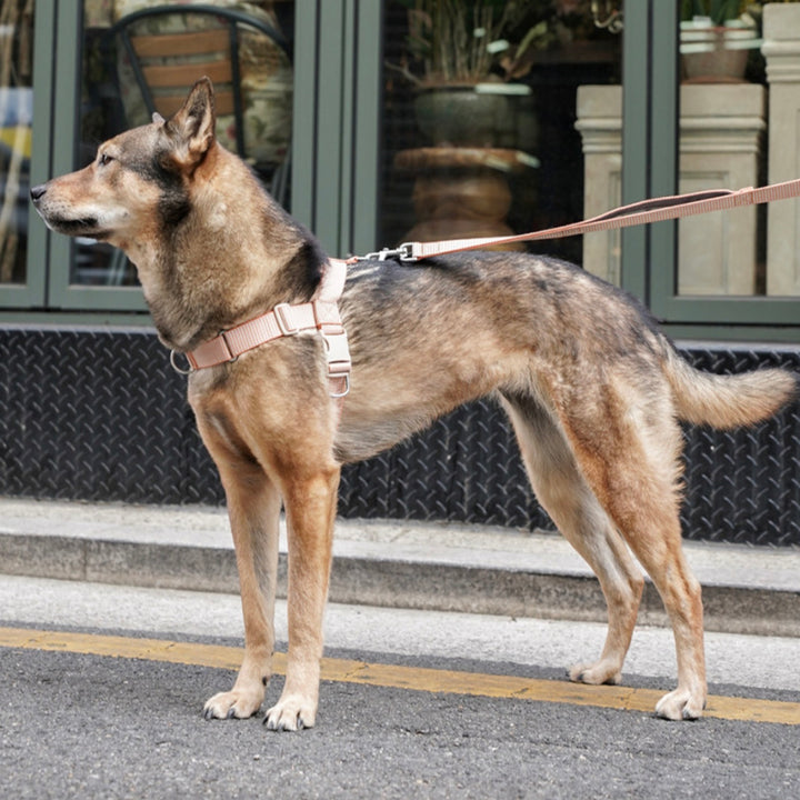 即納【HOWLPOT.】HOWL POT ×  HCC Large Club Harness（Orange）