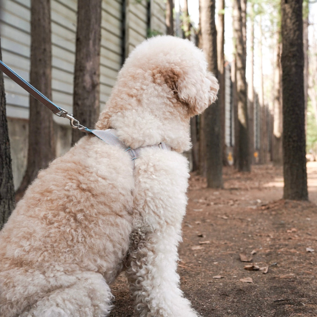 即納【HOWLPOT.】HOWL POT ×  HCC Large Club Harness（Blue）