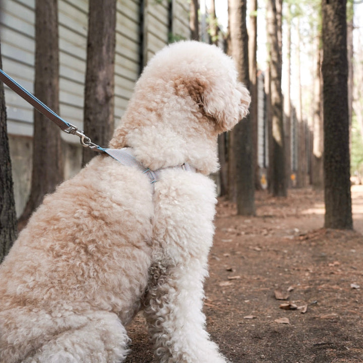 即納【HOWLPOT.】HOWL POT ×  HCC Large Club Harness（Blue）