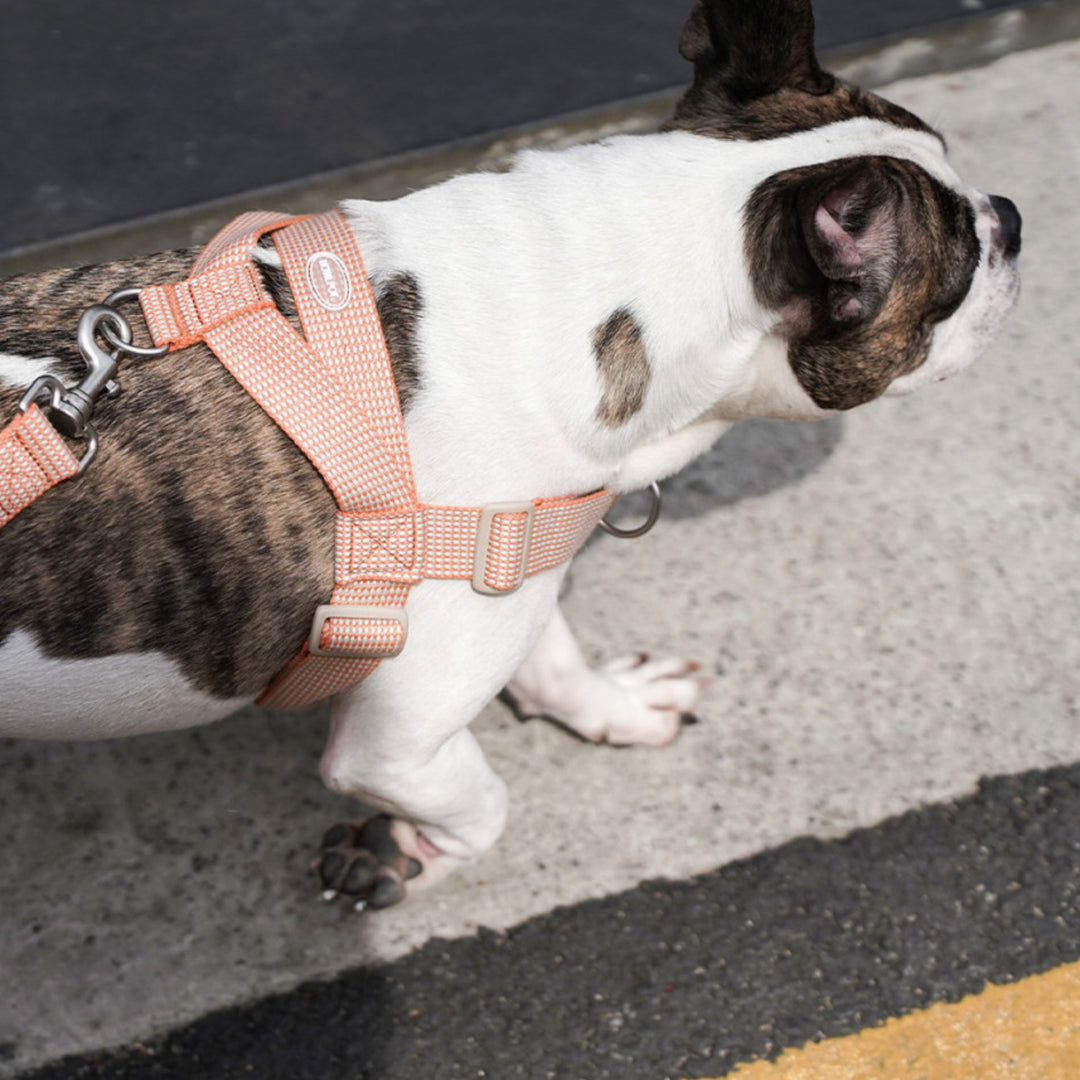 即納【HOWLPOT.】HOWL POT ×  HCC Large Club Harness（Orange）