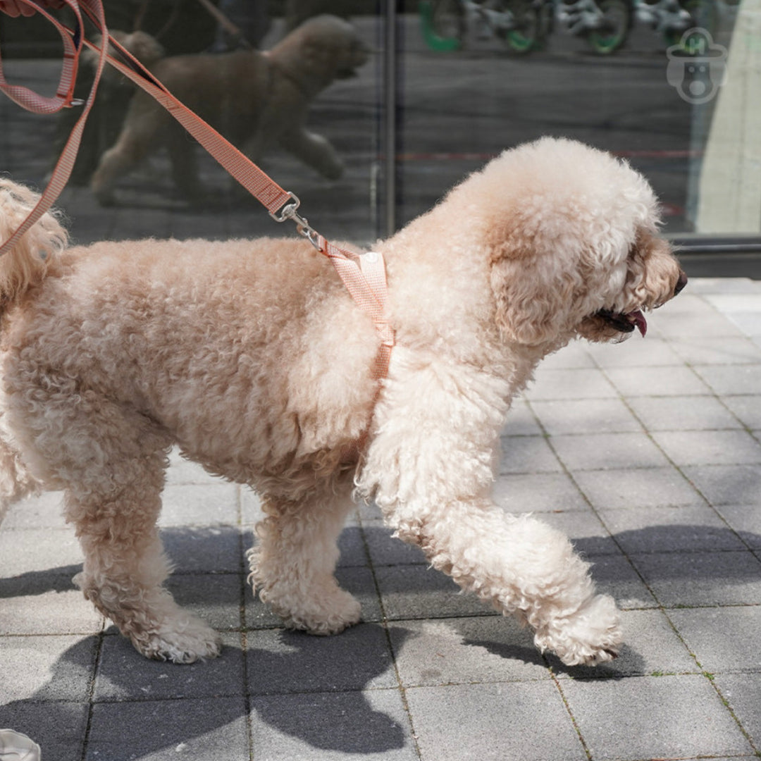 即納【HOWLPOT.】HOWL POT ×  HCC Large Club Harness（Orange）