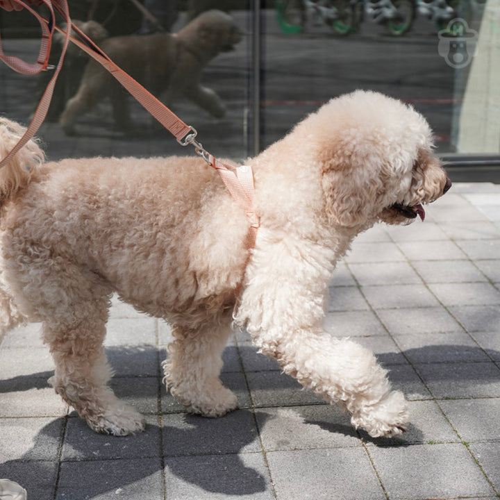 即納【HOWLPOT.】HOWL POT ×  HCC Large Club Harness（Orange）