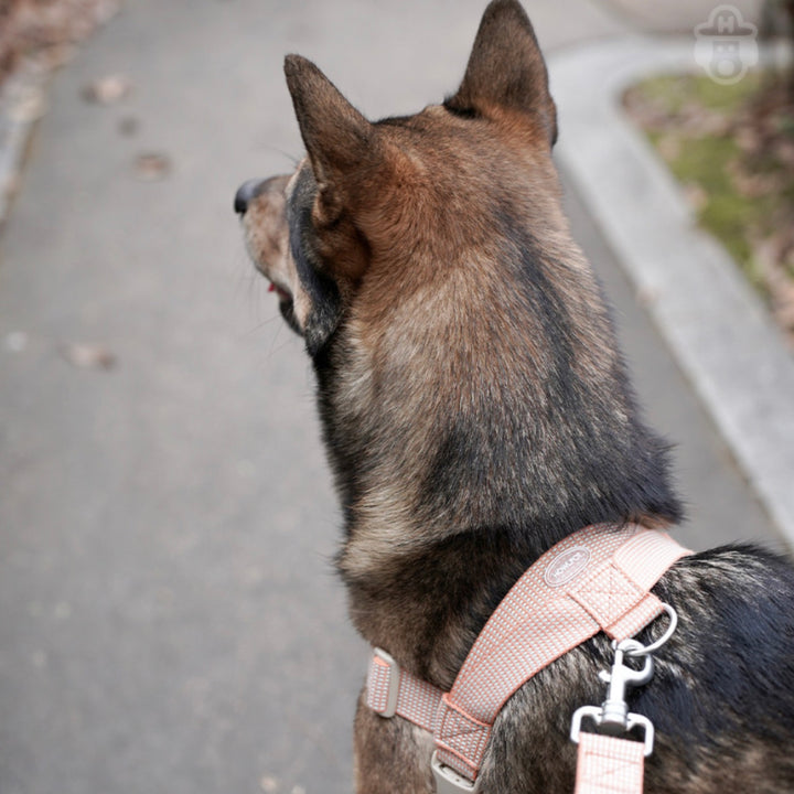 即納【HOWLPOT.】HOWL POT ×  HCC Large Club Harness（Orange）