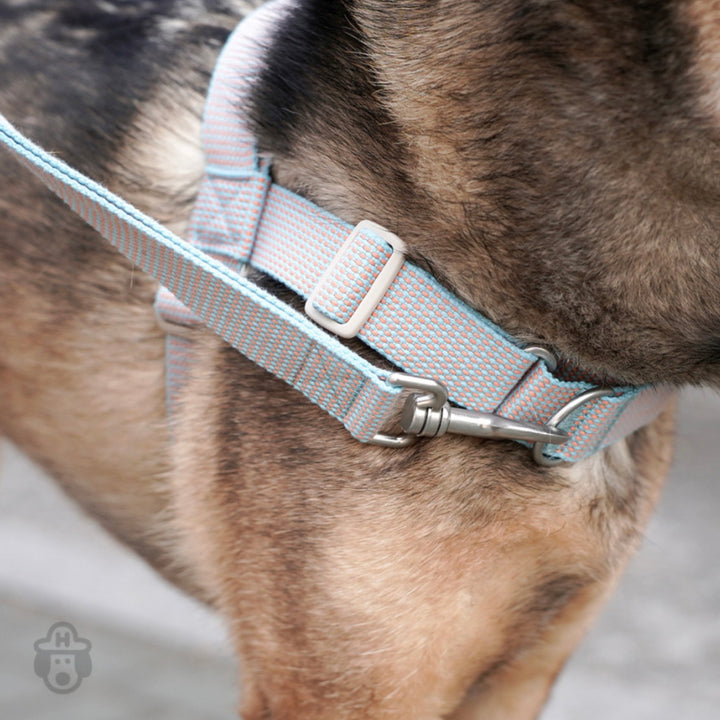 即納【HOWLPOT.】HOWL POT ×  HCC Large Club Harness（Blue）