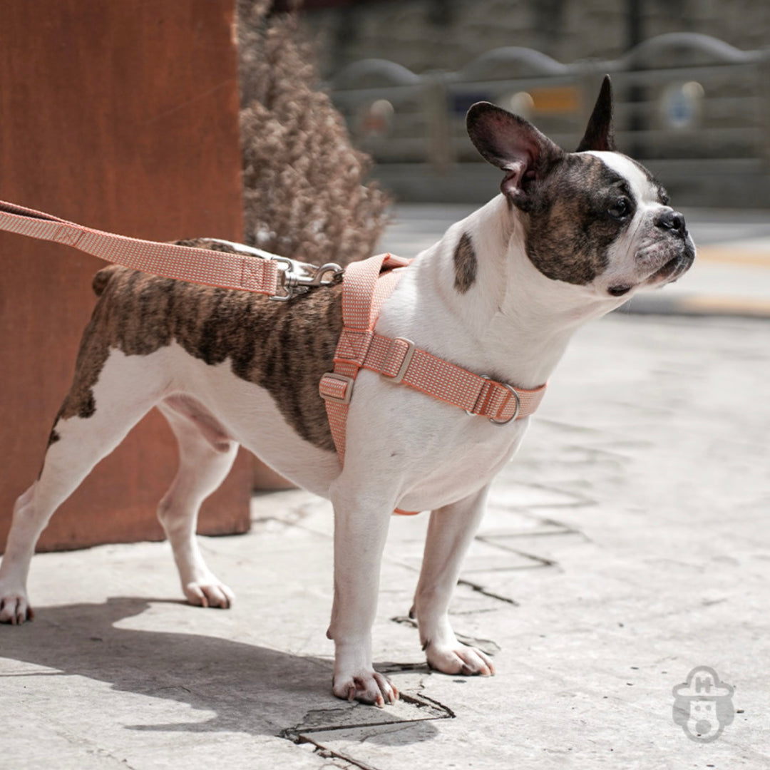 即納【HOWLPOT.】HOWL POT ×  HCC Large Club Harness（Orange）