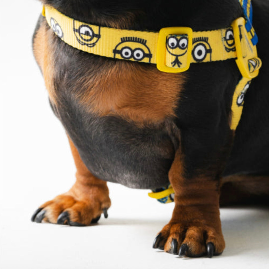 即納【HOWLPOT.】Howl pot × MINIONS Minions Harness