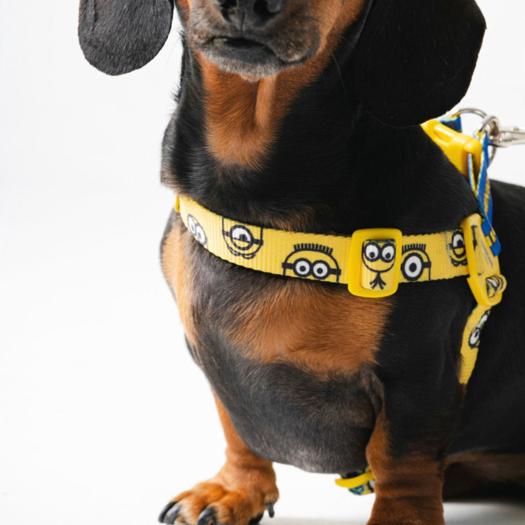 即納【HOWLPOT.】Howl pot × MINIONS Minions Harness