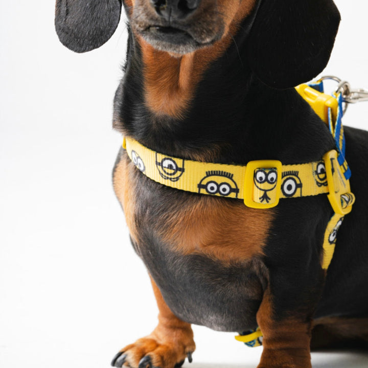 即納【HOWLPOT.】Howl pot × MINIONS Minions Harness