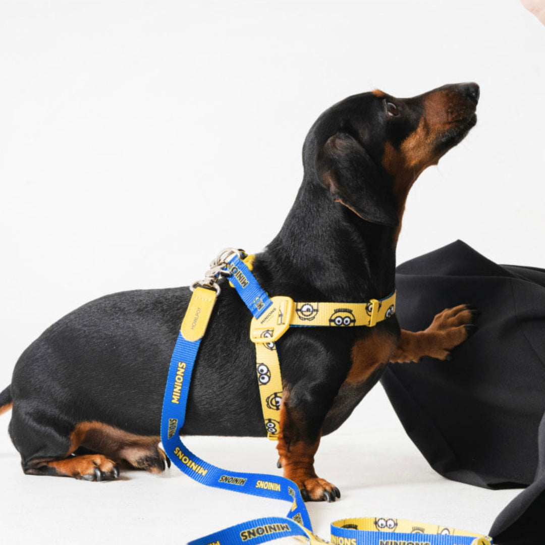 即納【HOWLPOT.】Howl pot × MINIONS Minions Leash