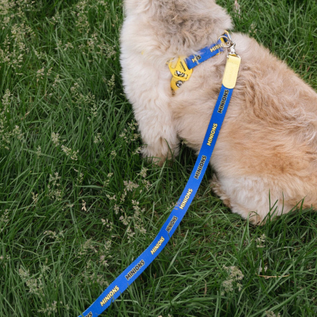 即納【HOWLPOT.】Howl pot × MINIONS Minions Leash