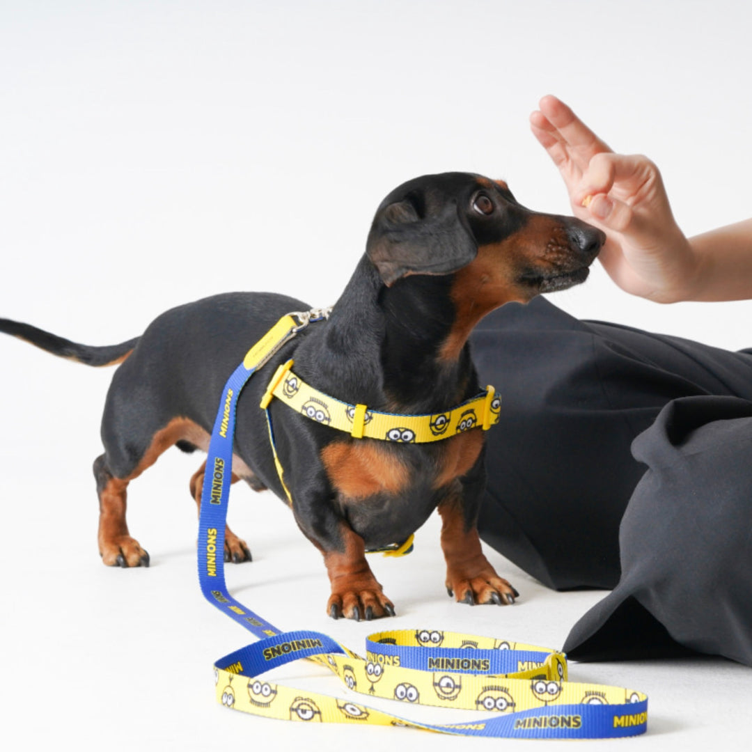 即納【HOWLPOT.】Howl pot × MINIONS Minions Leash