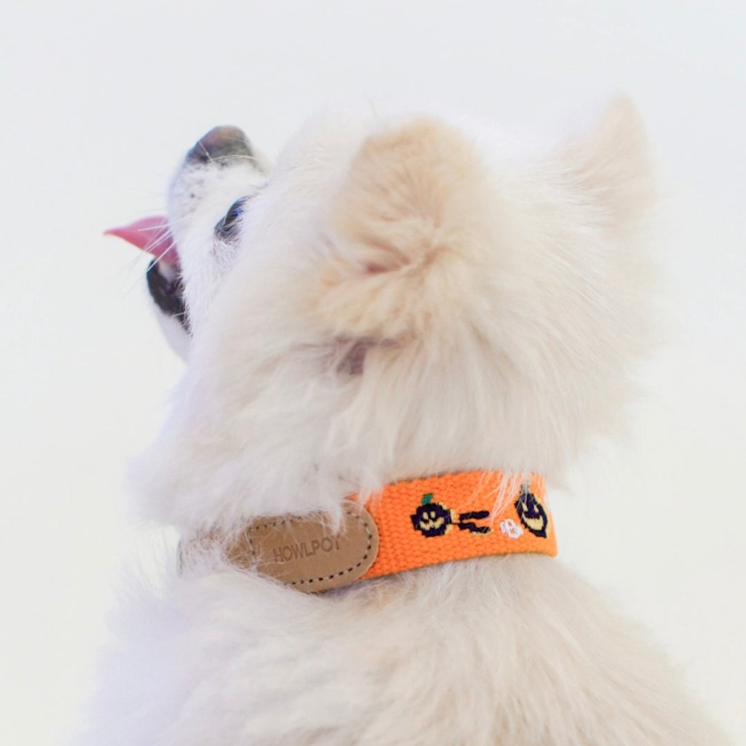 ※予約販売【HOWLPOT.】Adventure Collar（Halloween）
