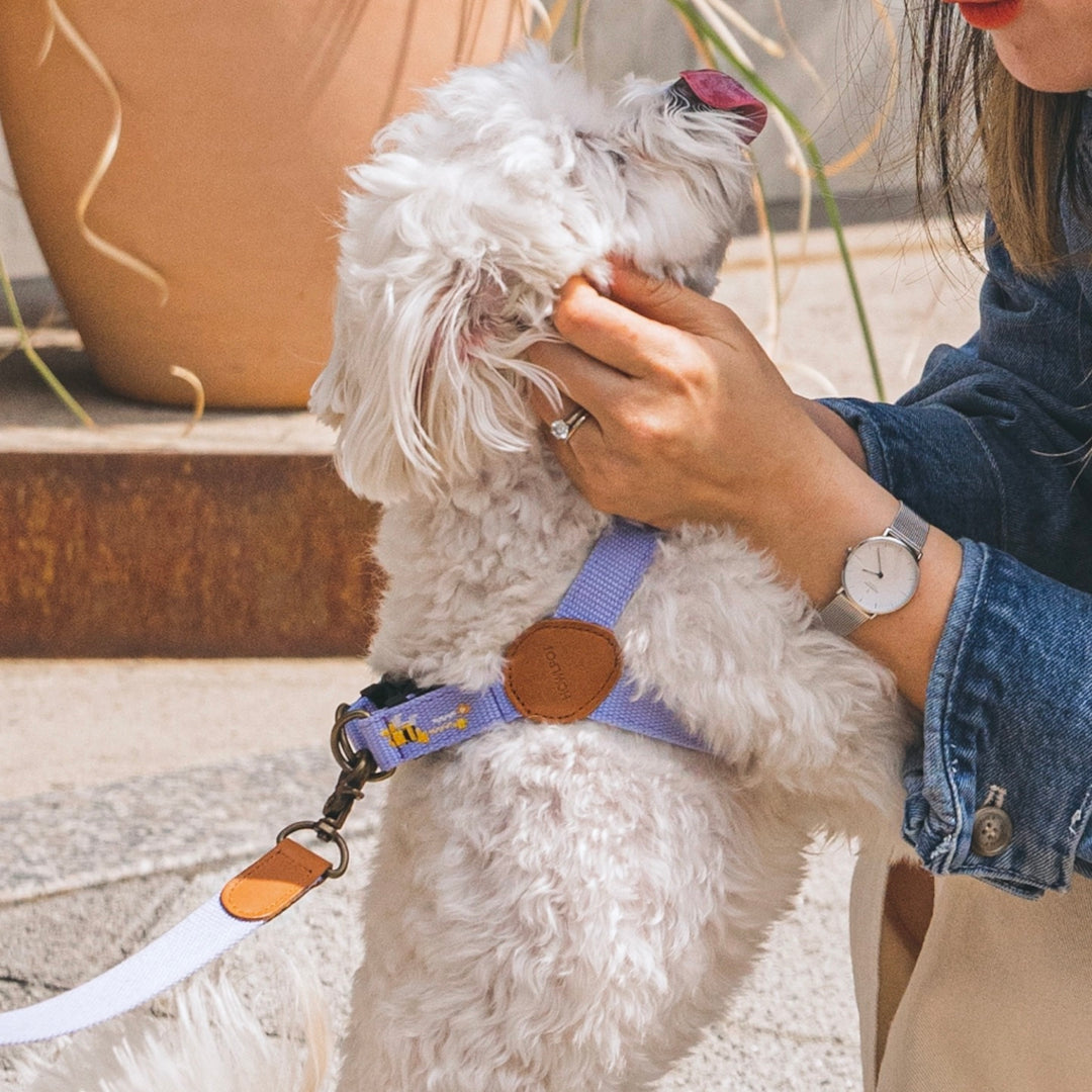 即納【HOWLPOT.】Adventure Harness（Lilac）