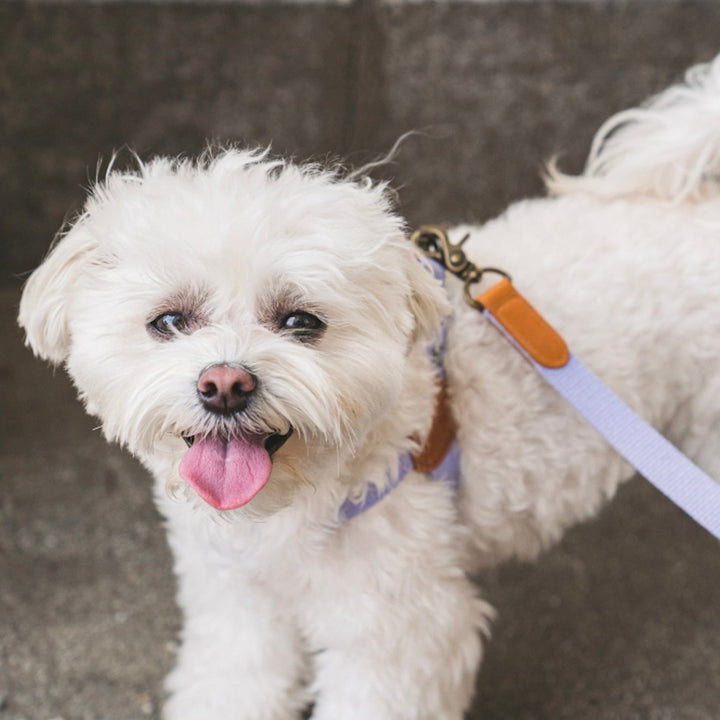 即納【HOWLPOT.】Adventure Harness（Lilac）