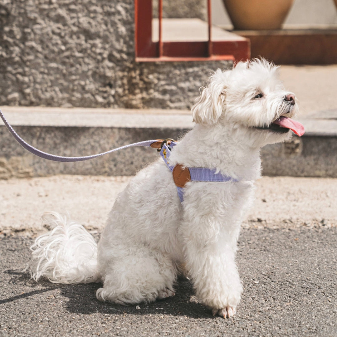 即納【HOWLPOT.】Adventure Harness（Lilac）