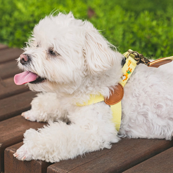 即納【HOWLPOT.】Adventure Harness（Vacance）