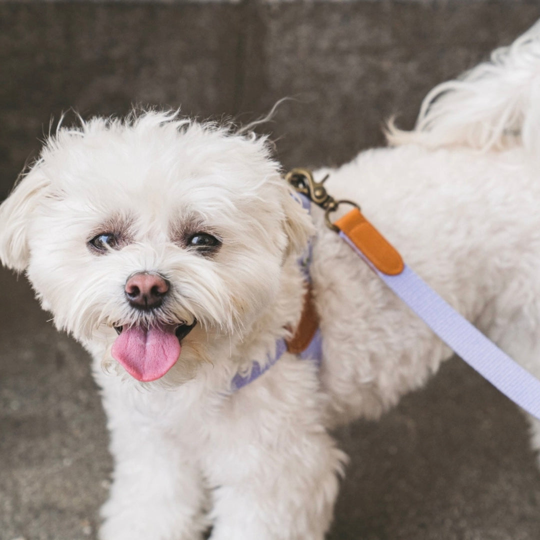 即納【HOWLPOT.】Adventure Leash（Lilac）