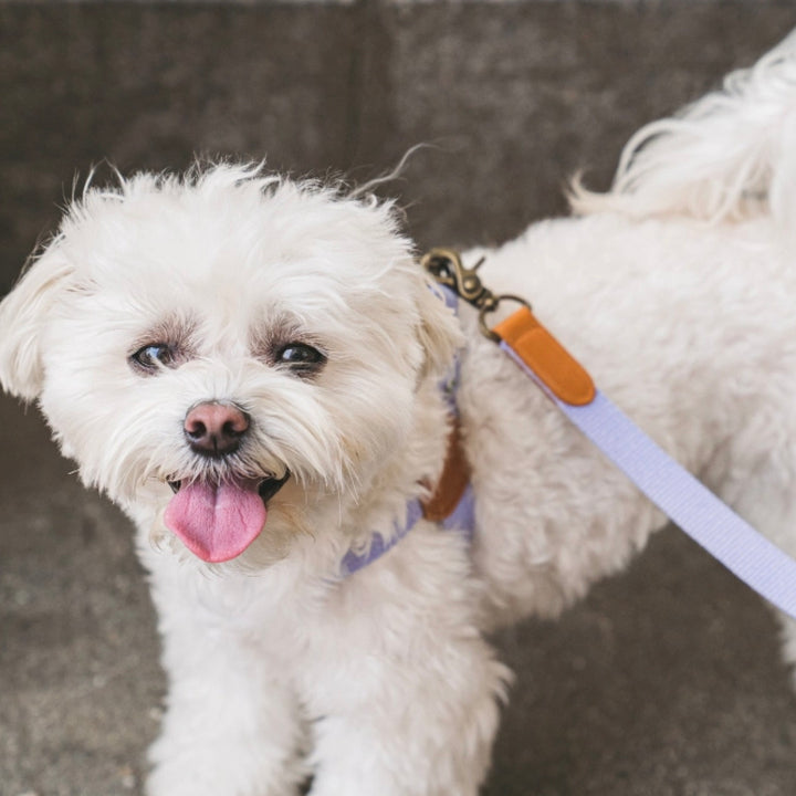 即納【HOWLPOT.】Adventure Leash（Lilac）