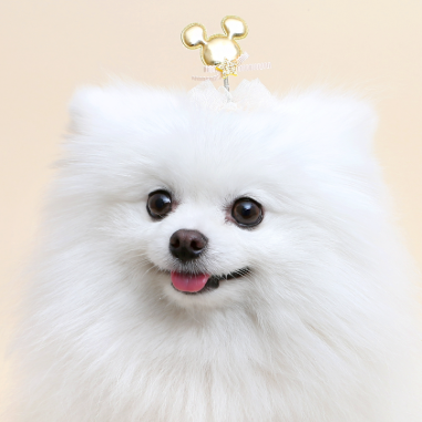 ※予約販売【ITS DOG】spring mouse hairpin