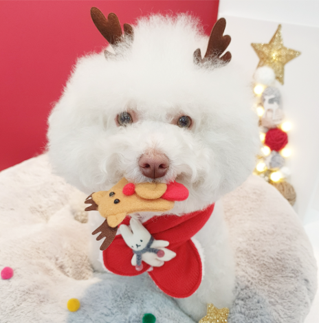 ※予約販売【ITS DOG】Hey bunny knitwear muffler (red)