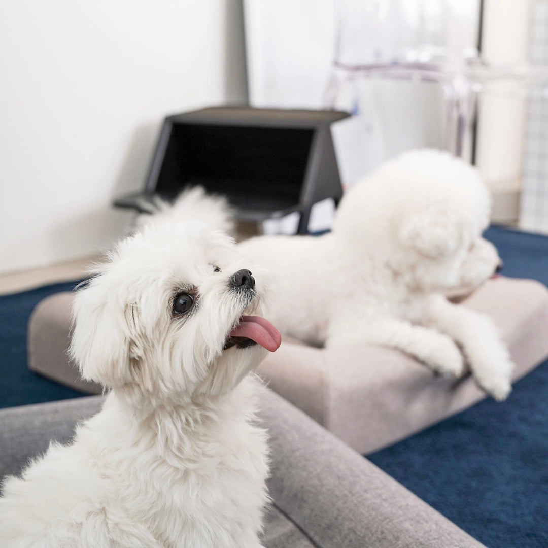 ※予約販売【HOWLPOT】Memory Foam（Ash Brown）