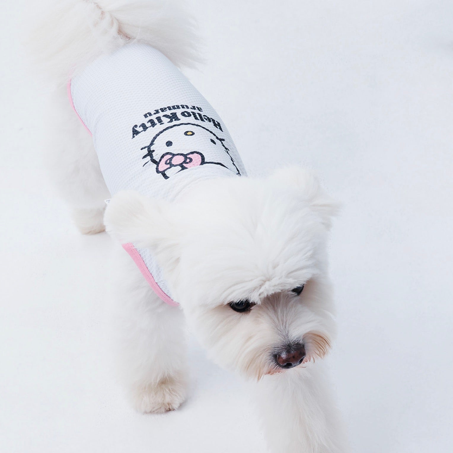 海外犬服 高品質なインポートのドッグウェア通販 