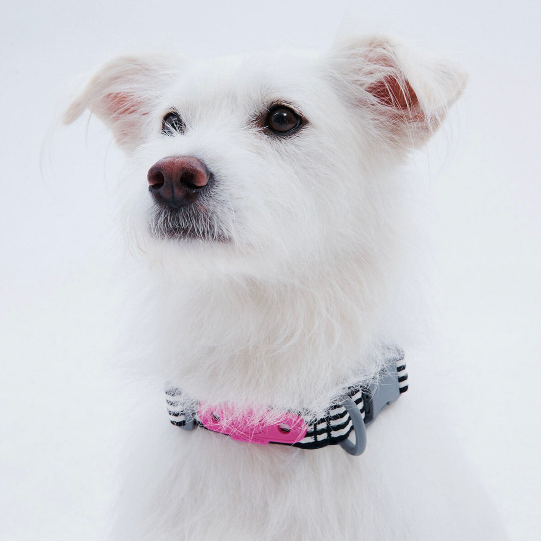 ※予約販売【ARUMARU】HELLO KITTY × ARUMARU Dog collar（Black）