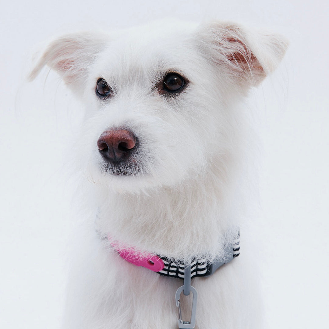 ※予約販売【ARUMARU】HELLO KITTY × ARUMARU Dog collar（Black）