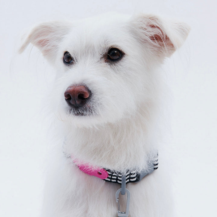 ※予約販売【ARUMARU】HELLO KITTY × ARUMARU Dog collar（Black）