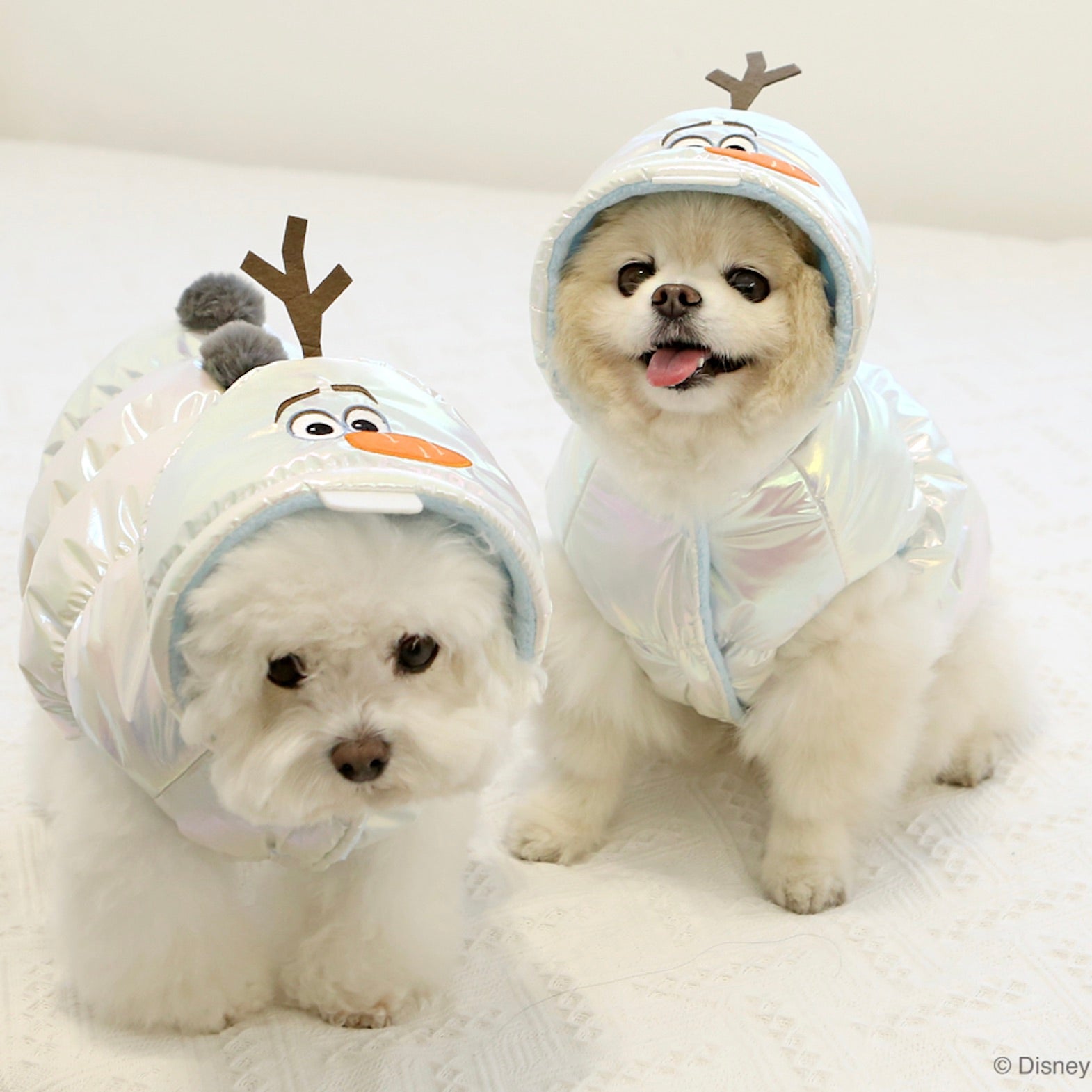 海外犬服 高品質なインポートのドッグウェア通販 