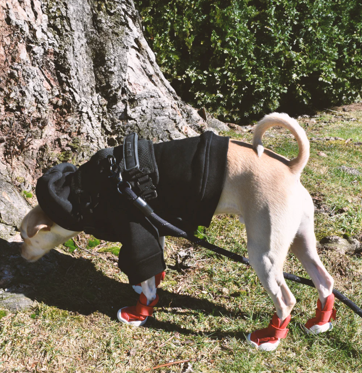 即納【RIFRUF】SNEAKERS CAESAR 1（Ember）