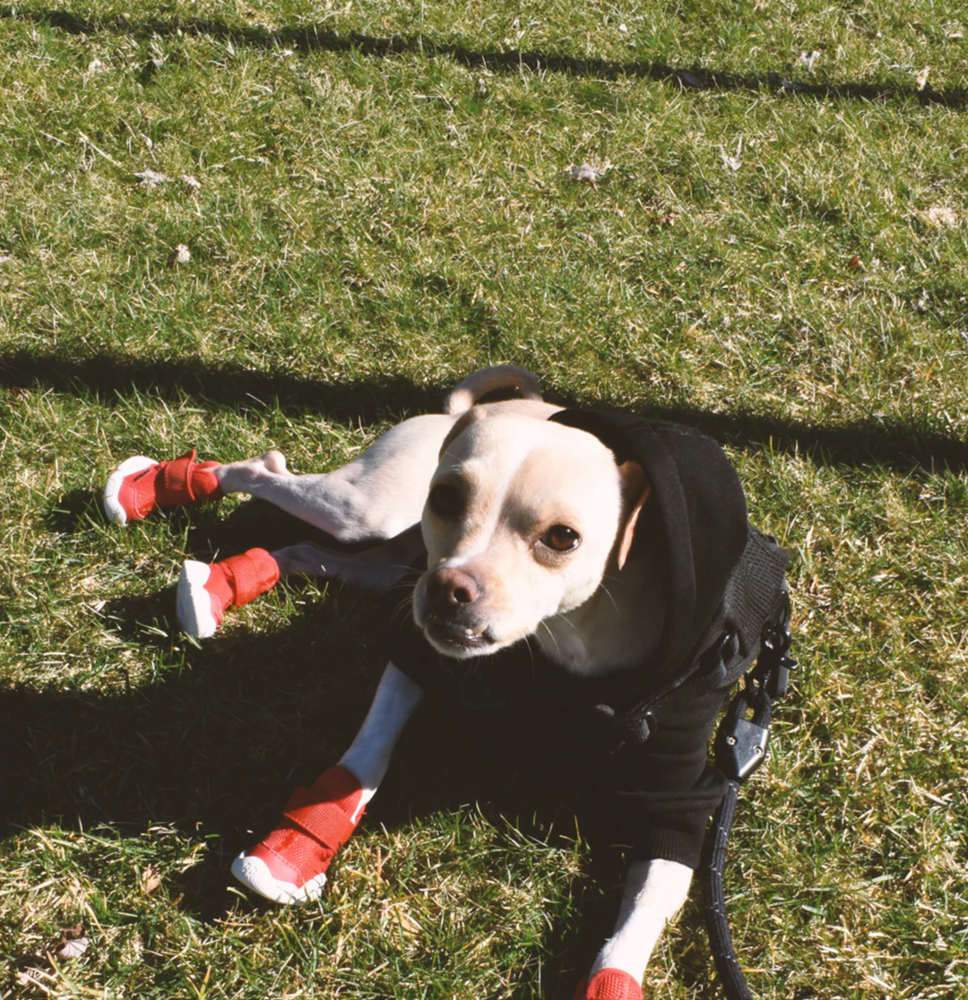 即納【RIFRUF】SNEAKERS CAESAR 1（Ember）