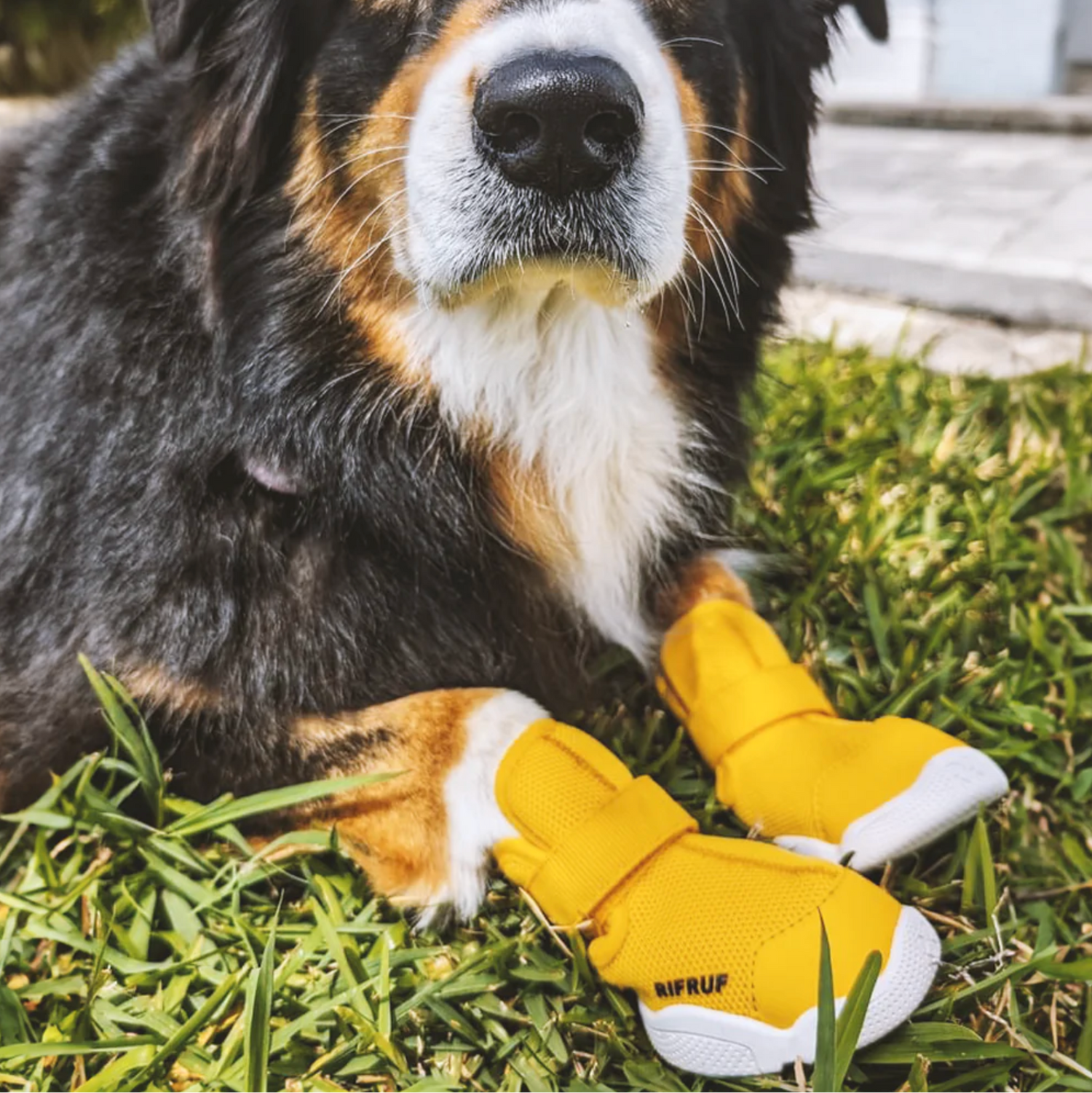 即納【RIFRUF】SNEAKERS CAESAR 1（Daffodil）