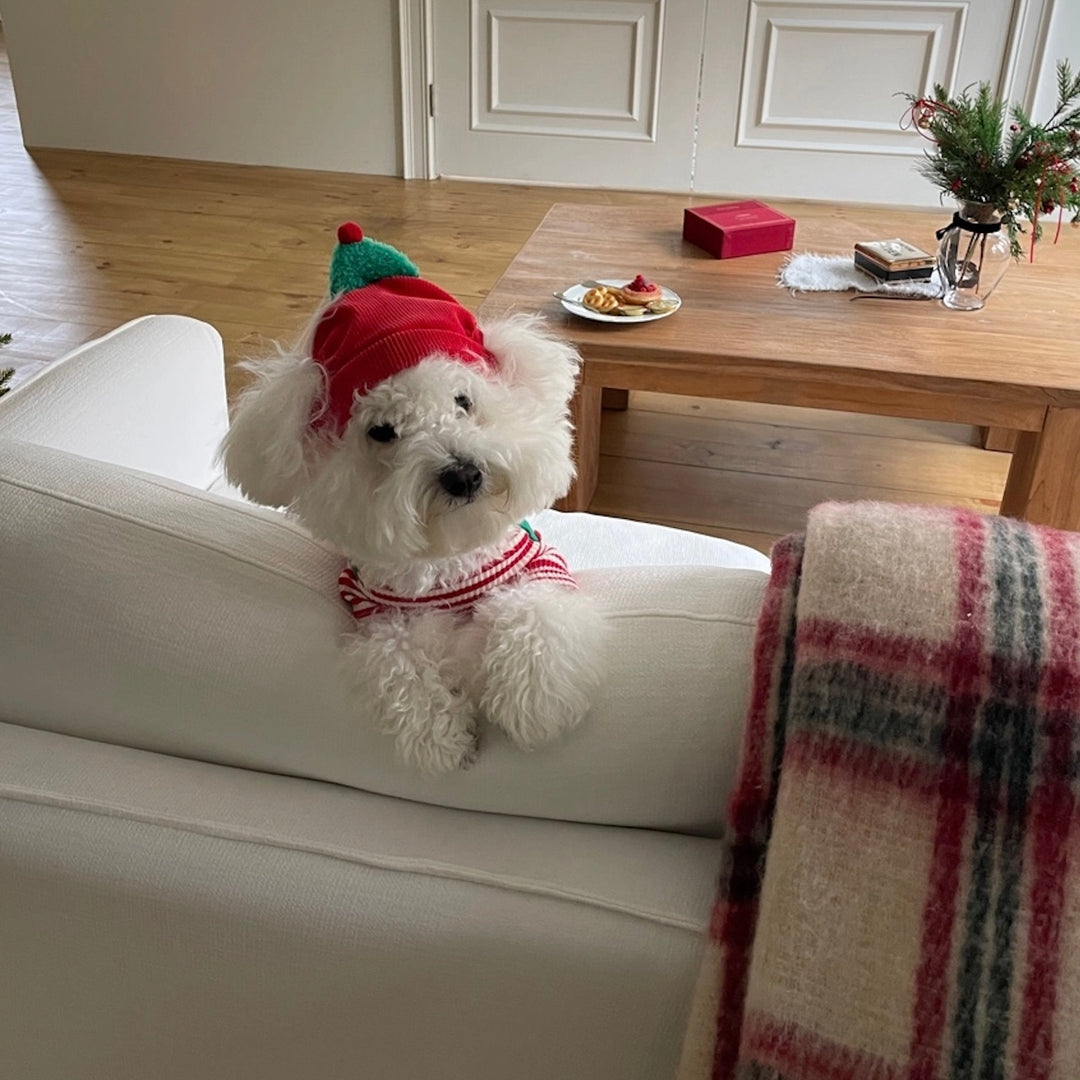 即納【FREDDIE TALE】Buddy All in one（Red）