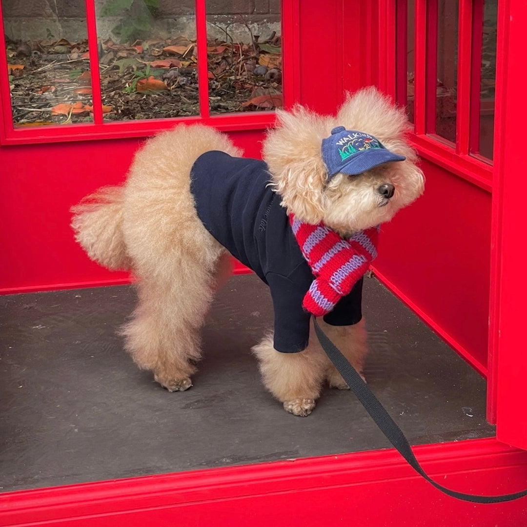 ※予約販売【FREDDIE TALE】Classc stripe muffler（Red velvet）