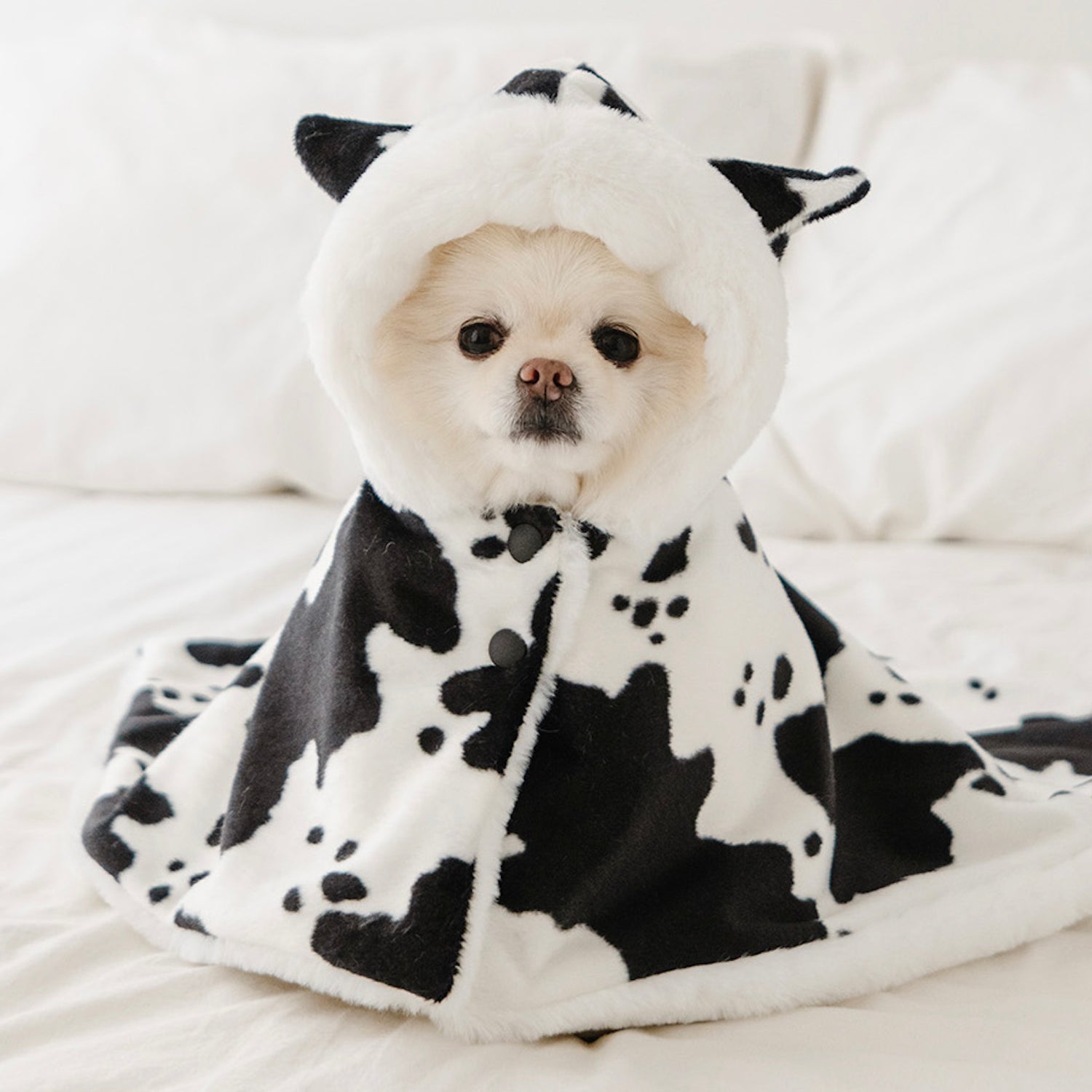 即納【noutti】Cow Cape Blanket