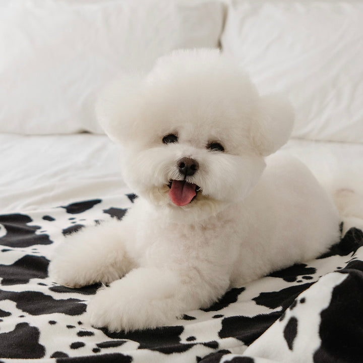 即納【noutti】Cow Cape Blanket