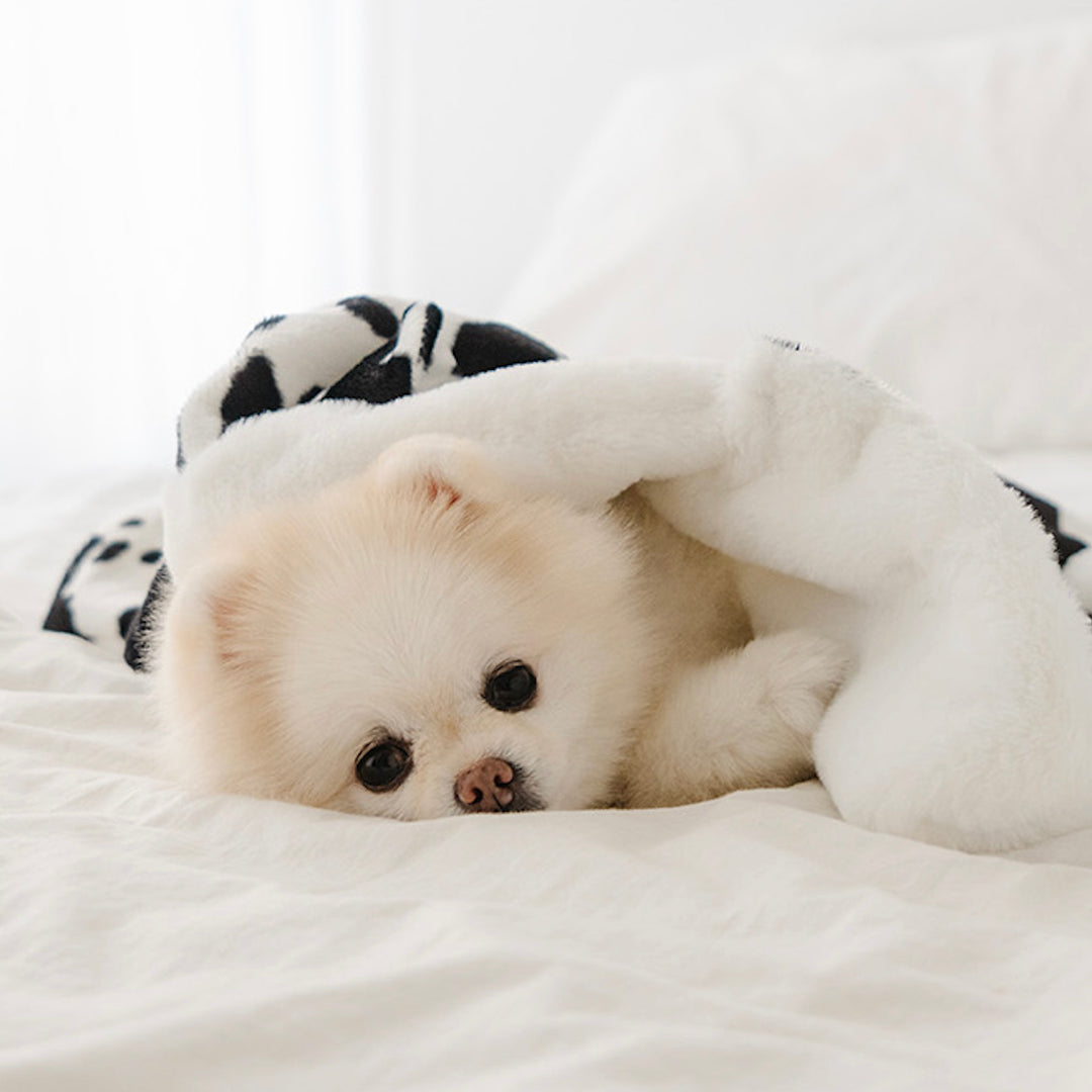 即納【noutti】Cow Cape Blanket