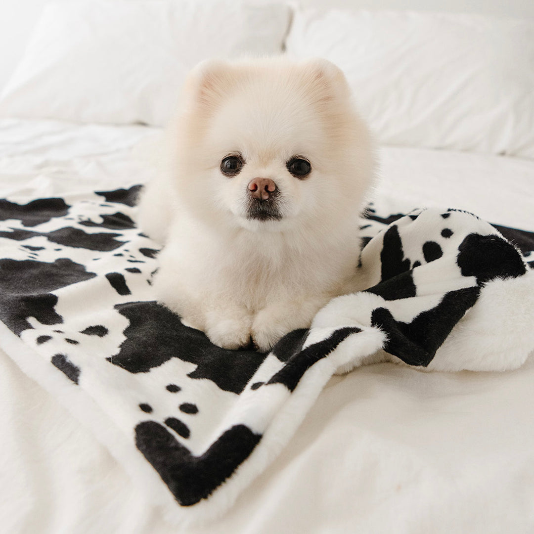 即納【noutti】Cow Cape Blanket