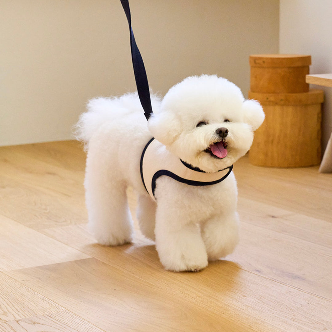 即納【noutti】Daily Leash