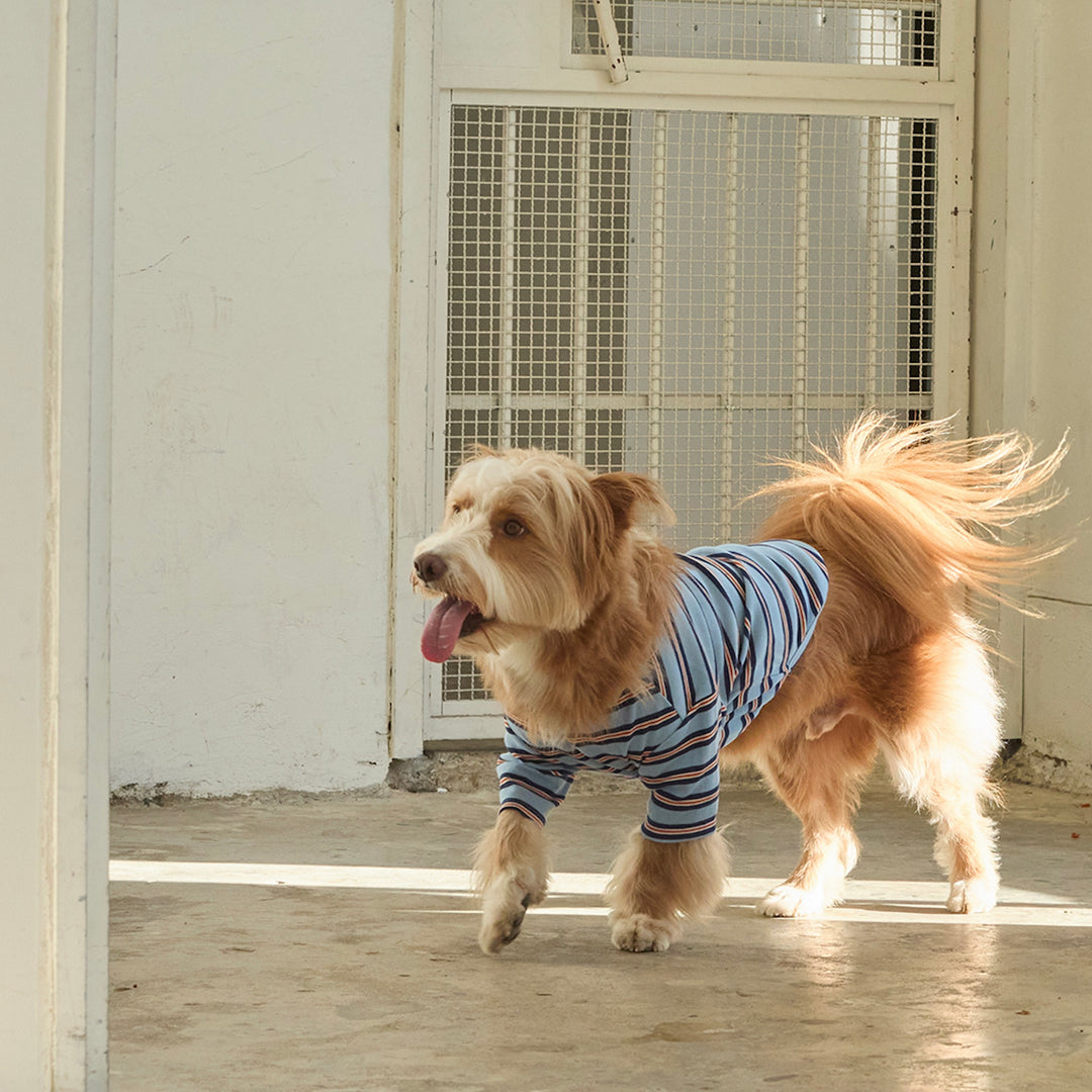 ※予約販売【andblank】A Stitch Stripe Short Sleeve（Blue）