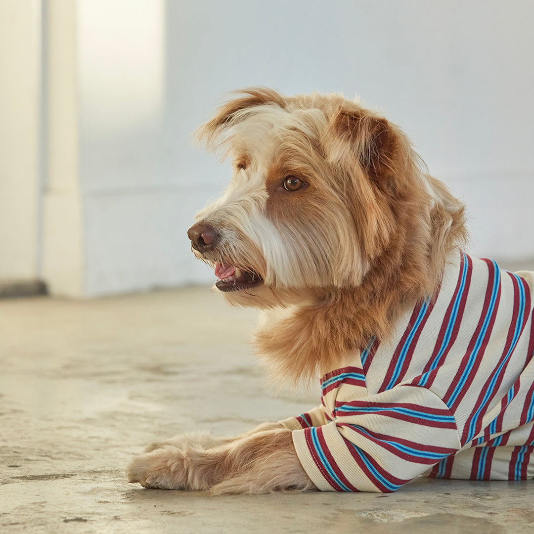 ※予約販売【andblank】A Stitch Stripe Short Sleeve（Ivory）