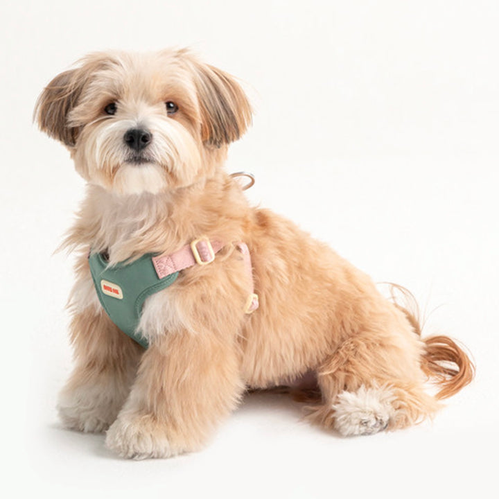 即納【BITE ME】Comfort Harness v2（3 types）｜犬用ハーネス