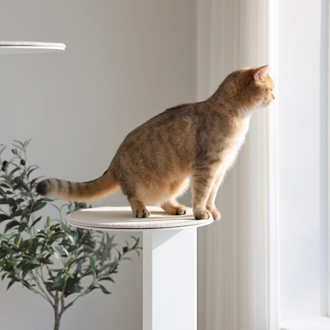 ※予約販売【andantte】Cat Tower 301