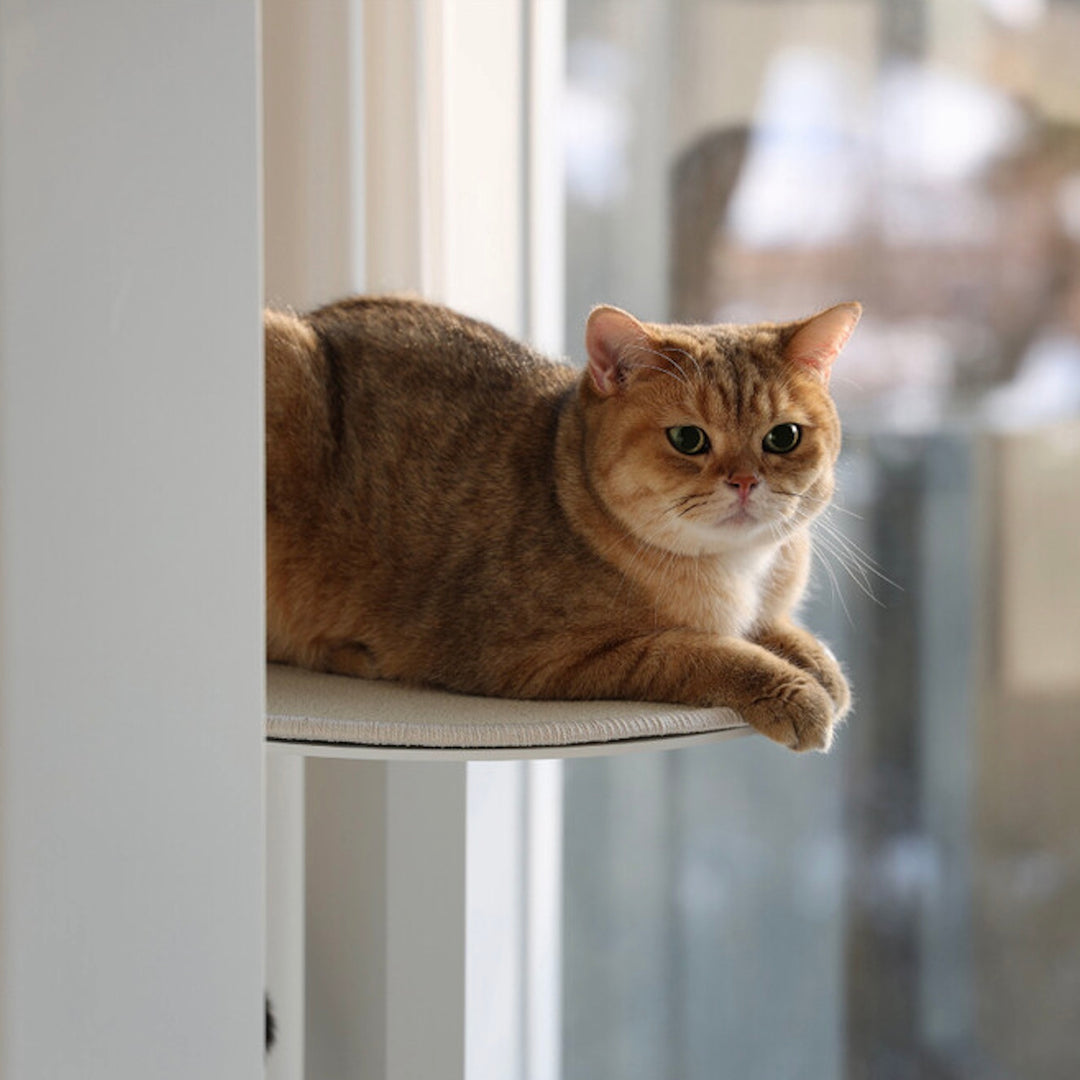 ※予約販売【andantte】Cat Tower 301