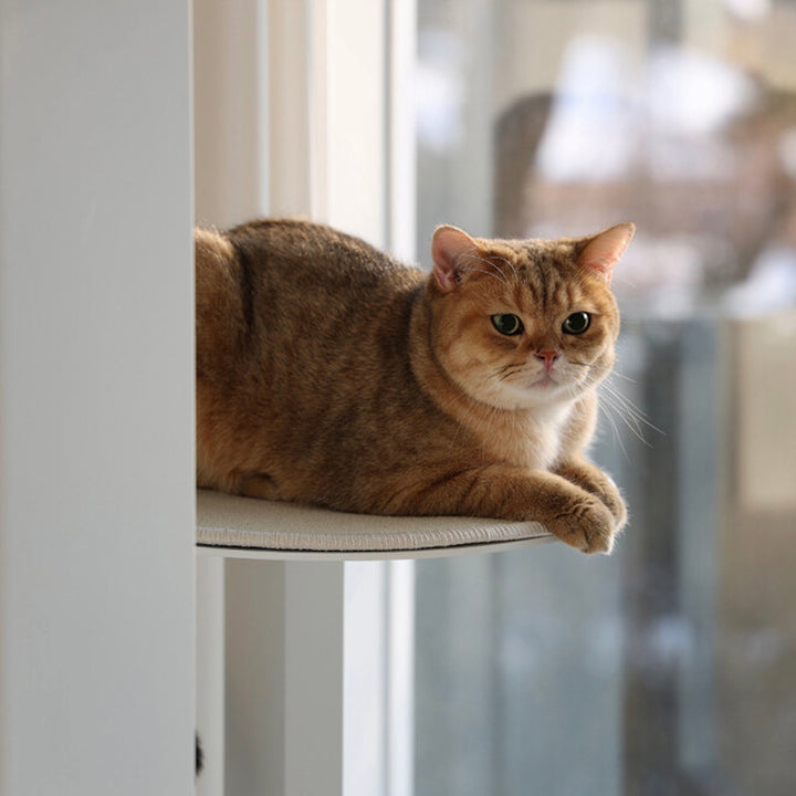 ※予約販売【andantte】Cat Tower 301