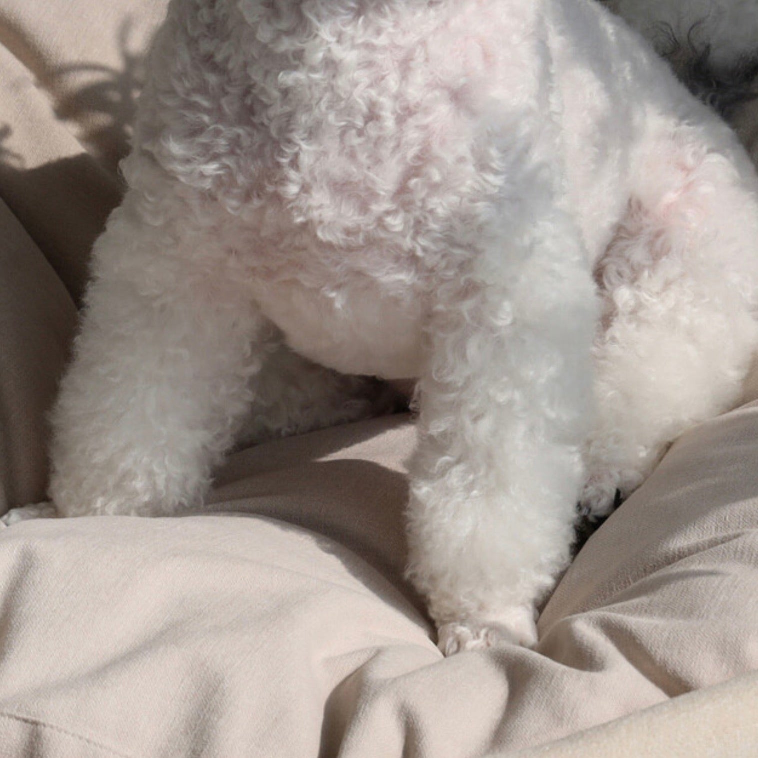 andantte 犬用ベッド 730x530x150mm 海外犬服 高品質なインポートのドッグウェア通販 