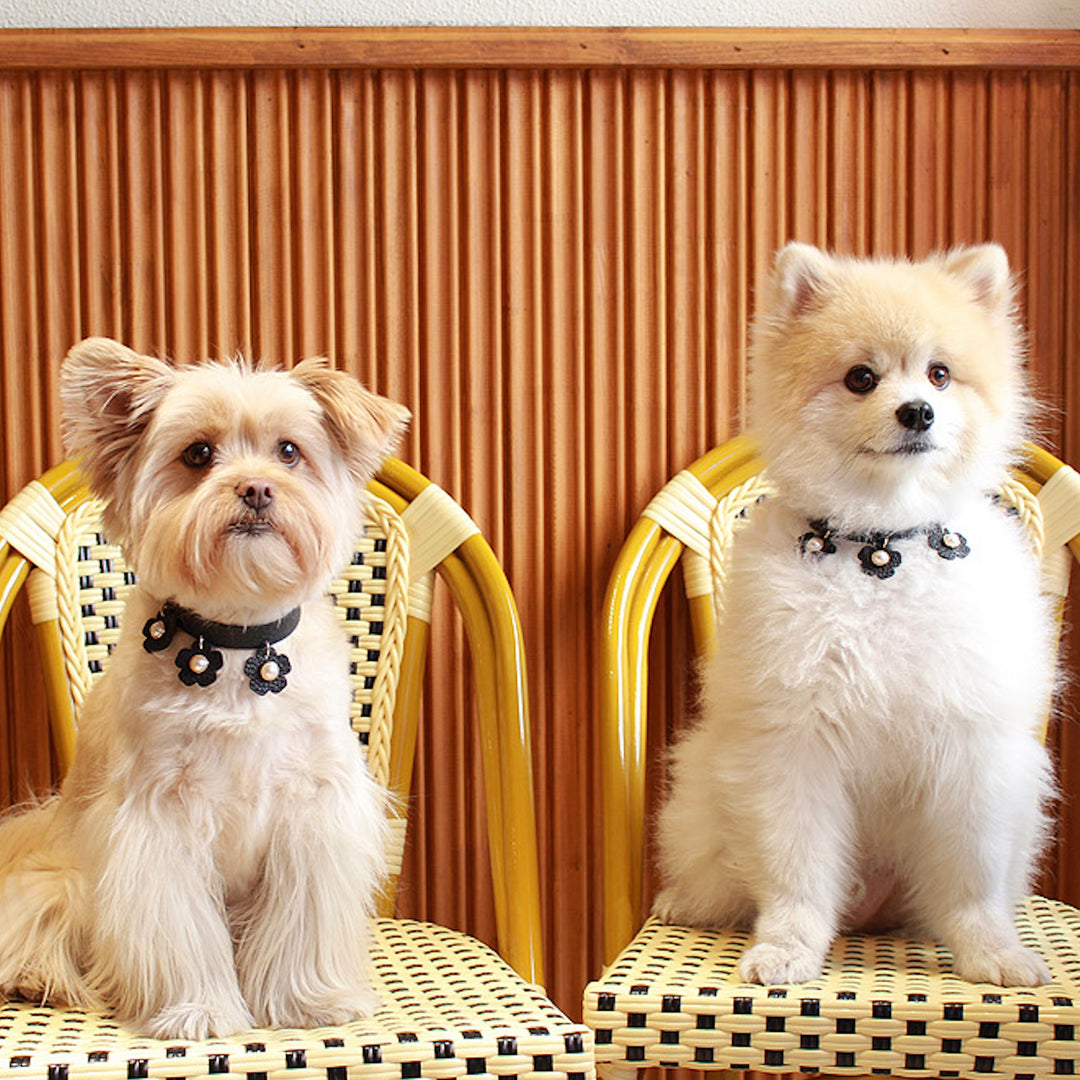 ※予約販売【maison de miu】 Daisy pearl neck strap（Black）