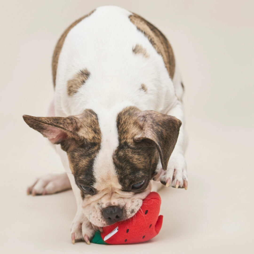 即納【HOWLPOT.】Howlgo Watermelon Toy
