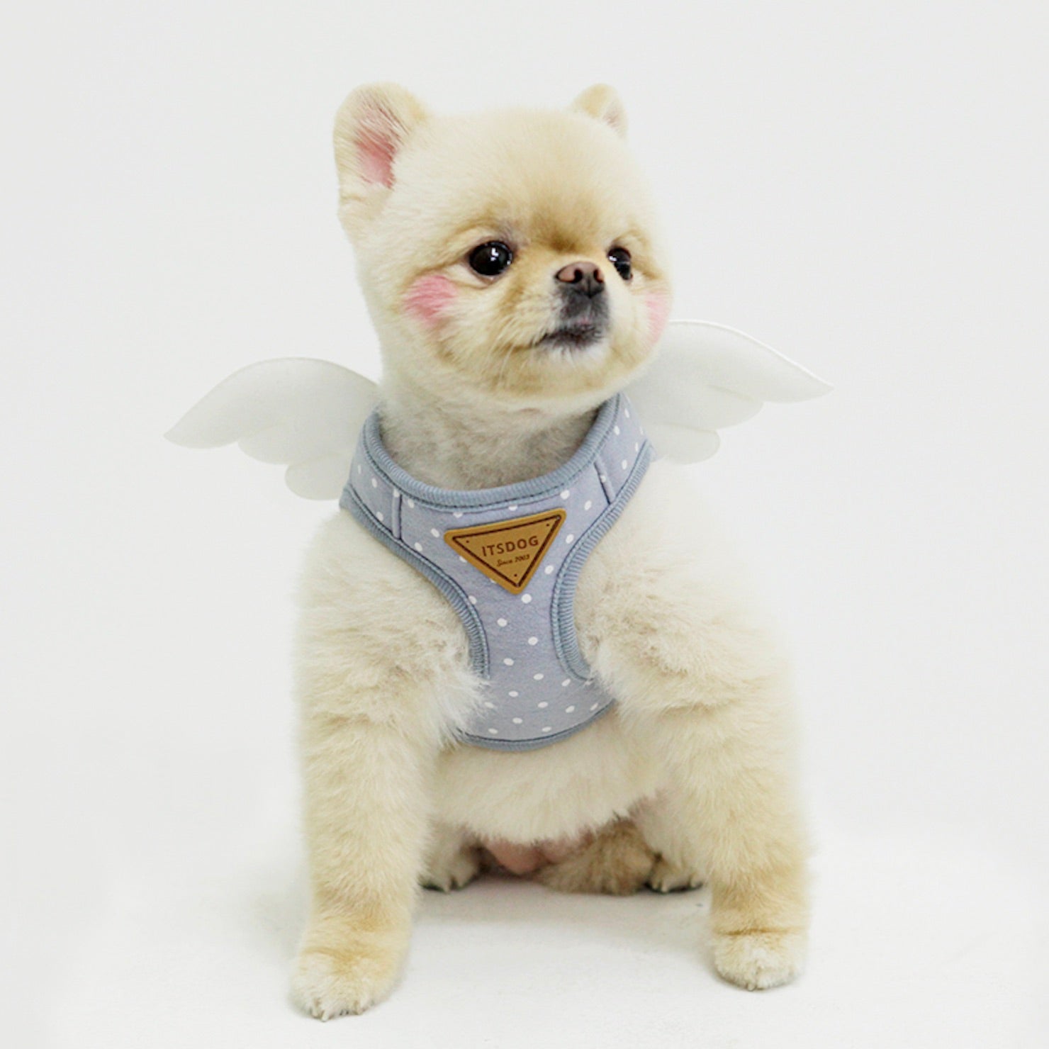 海外犬服 高品質なインポートのドッグウェア通販 